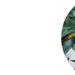 Compass_Dollar_Feature